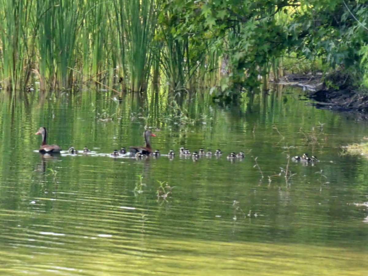 Black-bellied Whistling-Duck - ML638921042