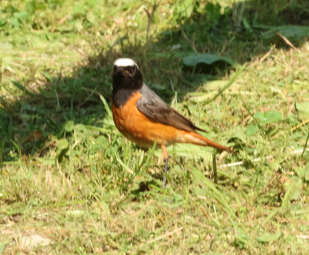 rehek zahradní - ML638921054