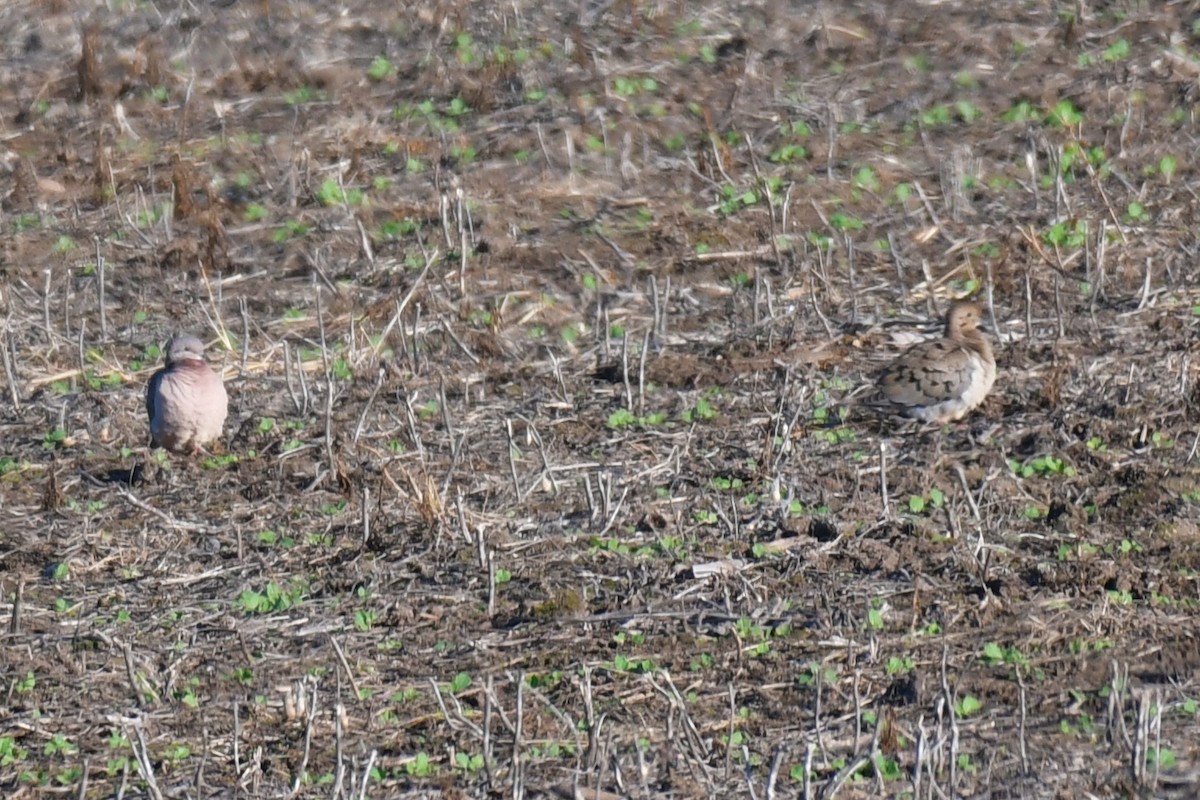 Eared Dove - ML638921058
