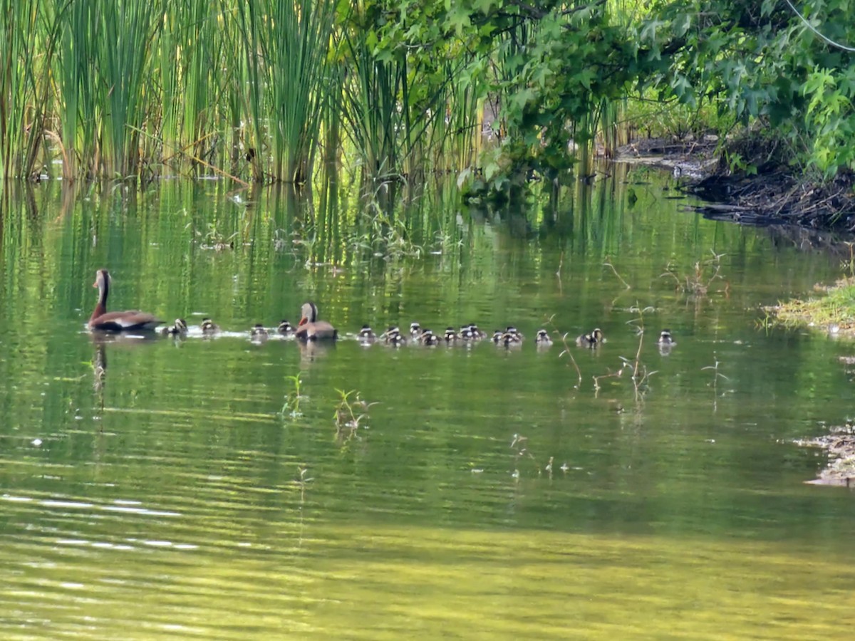 Black-bellied Whistling-Duck - ML638921061