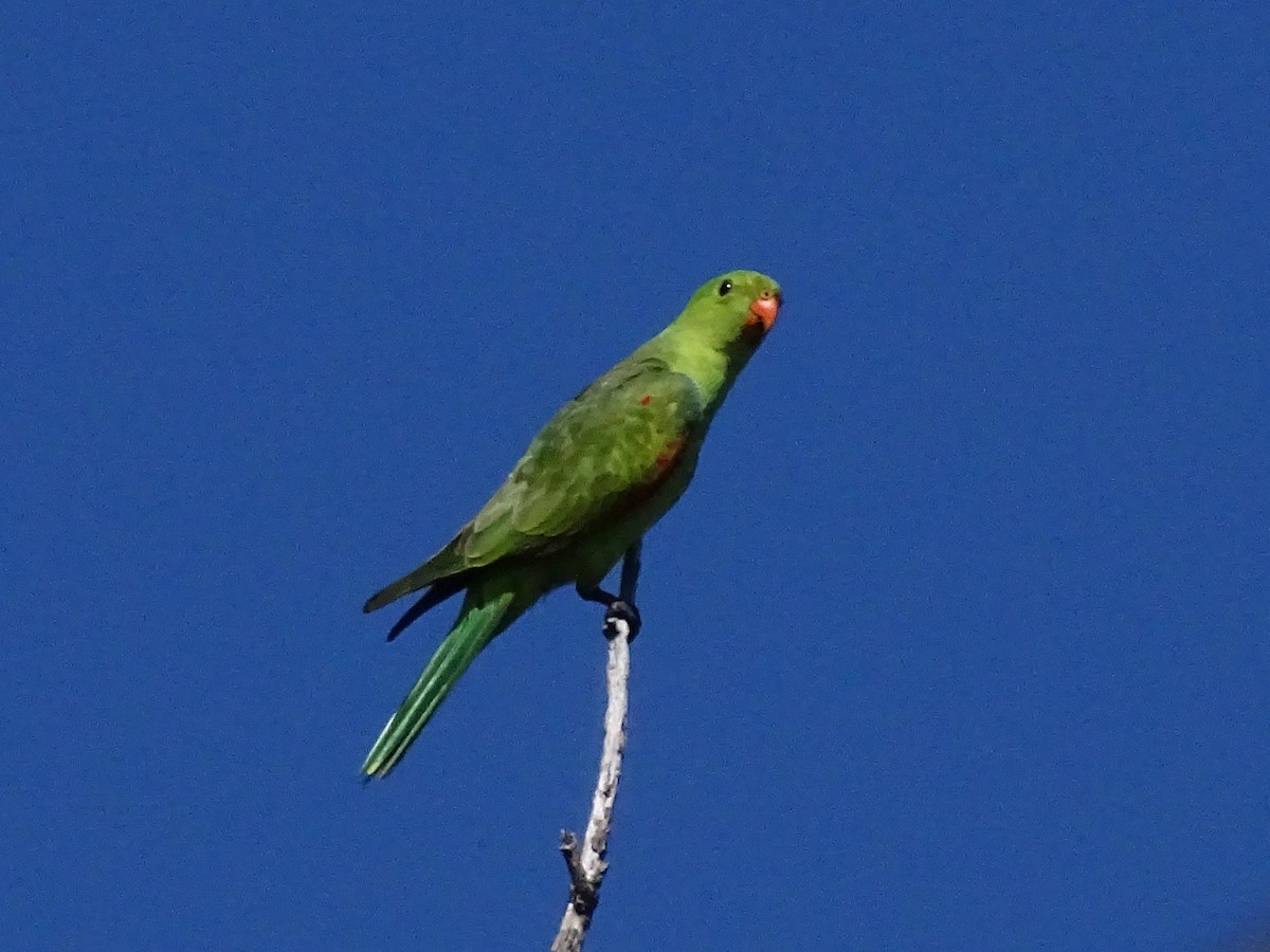 Perruche érythroptère - ML638921098