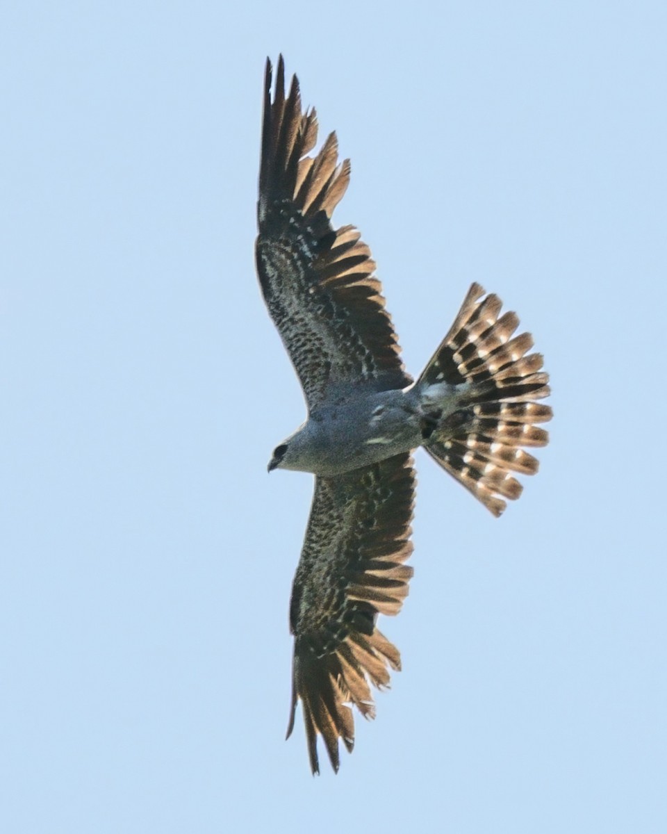 Mississippi Kite - ML638921235