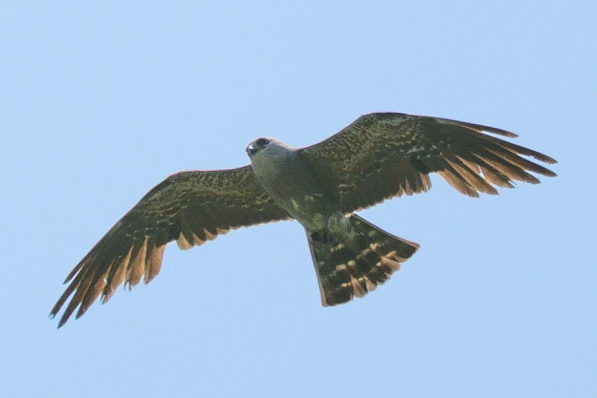 Mississippi Kite - ML638921236
