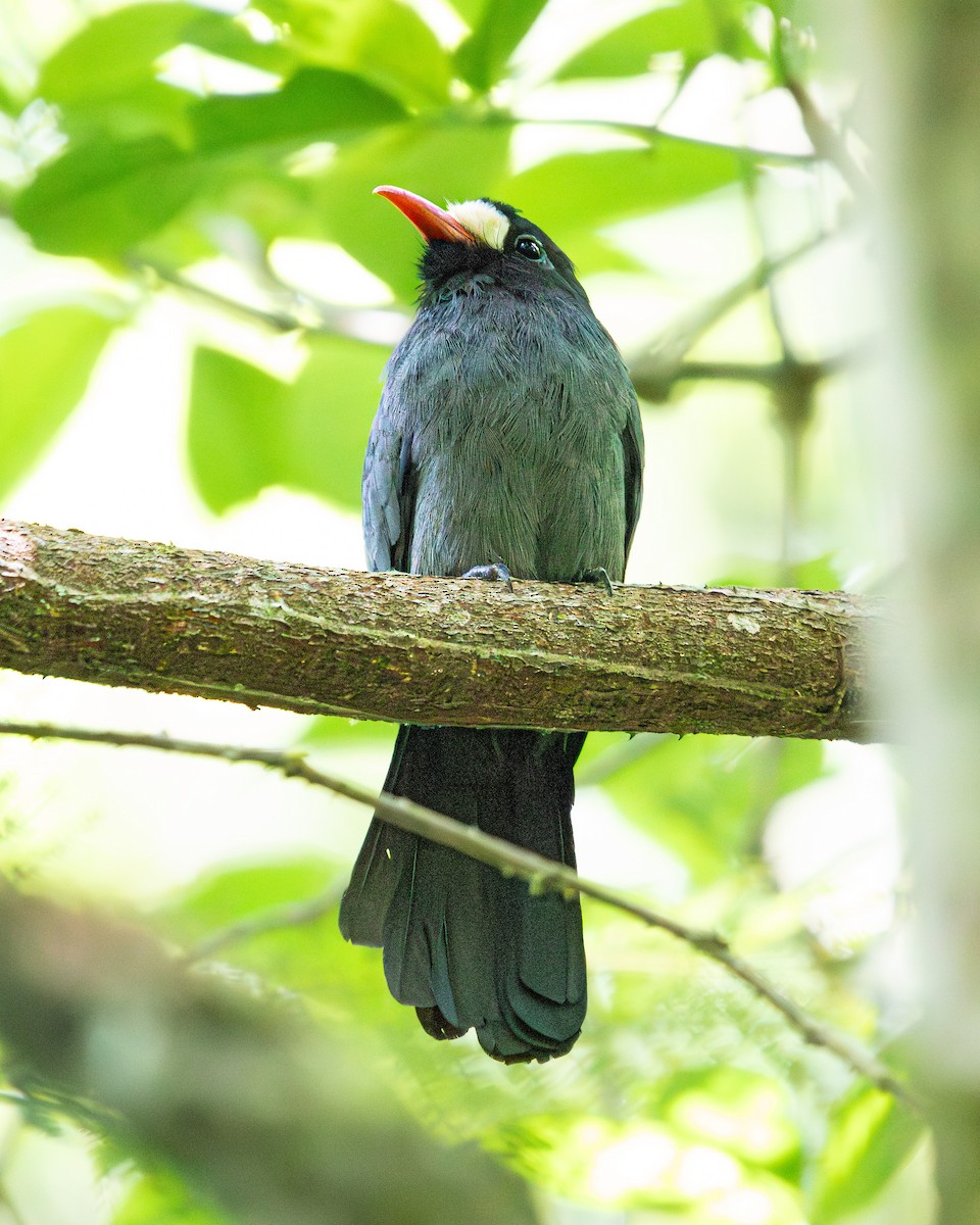 Белолобая монашенка - ML638921247