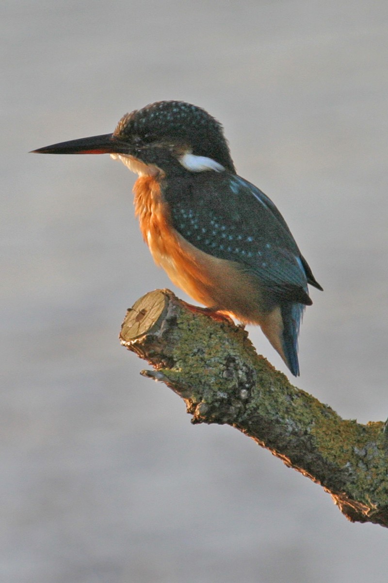 Eisvogel - ML638921266