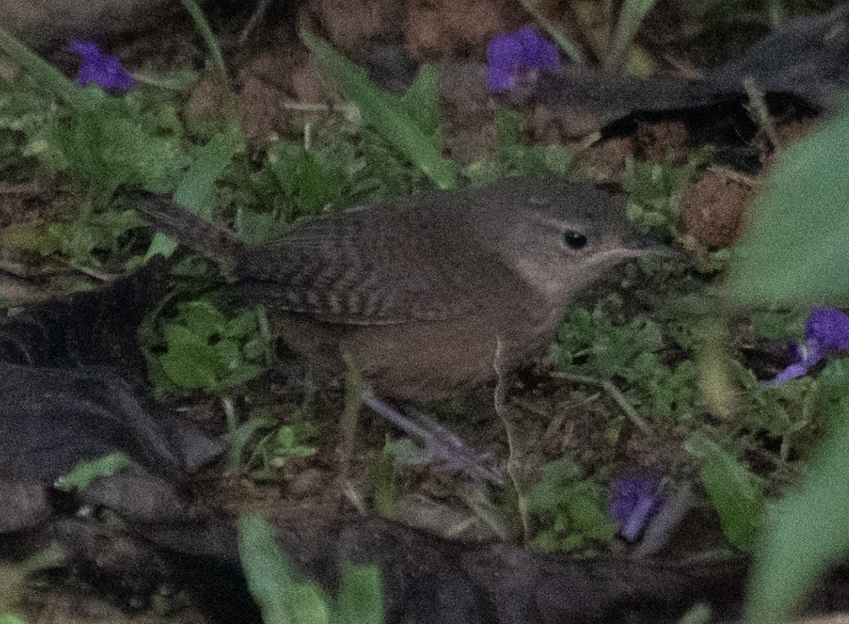 Southern House Wren - ML638921293