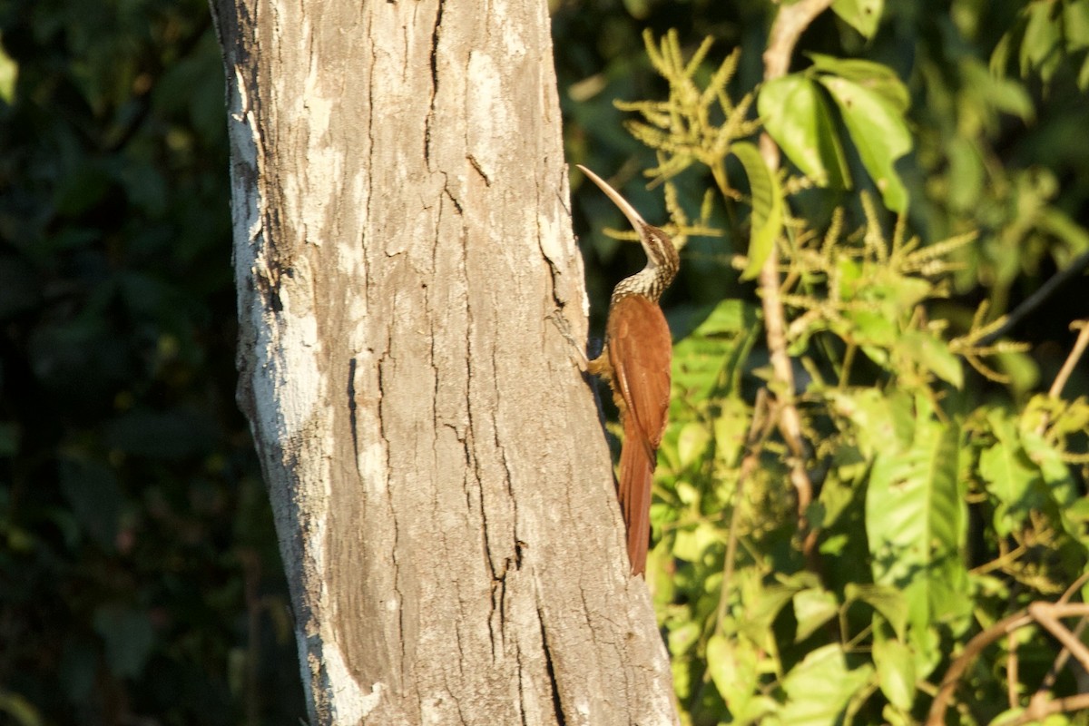 Long-billed Woodcreeper - ML638921301