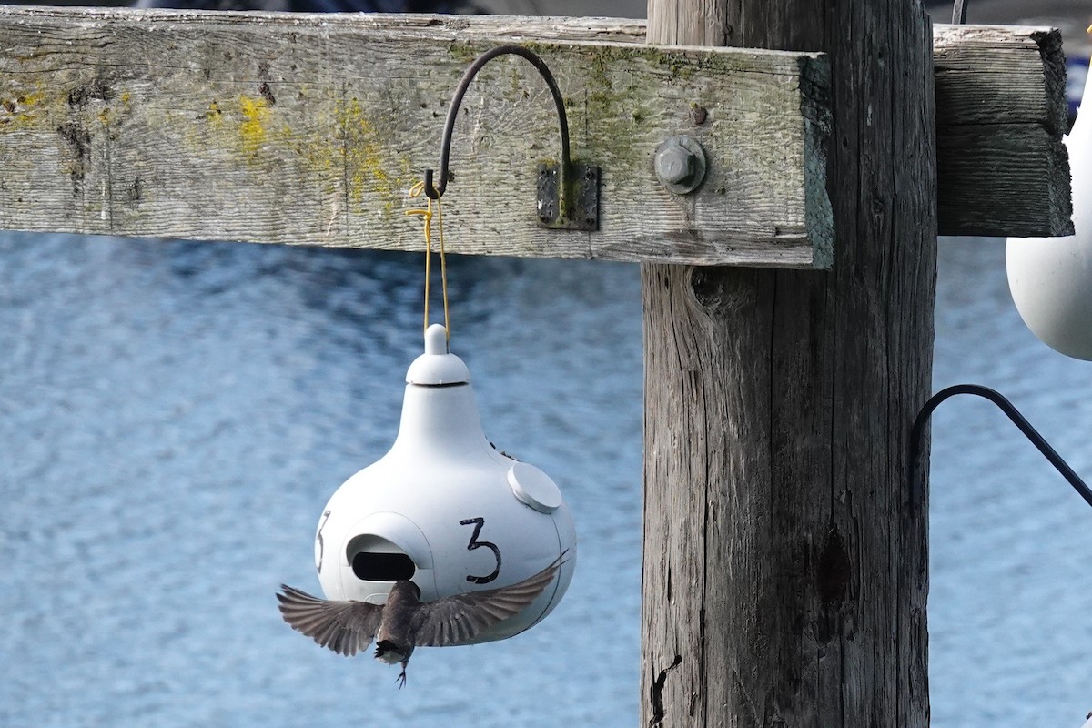Purple Martin - ML638921305