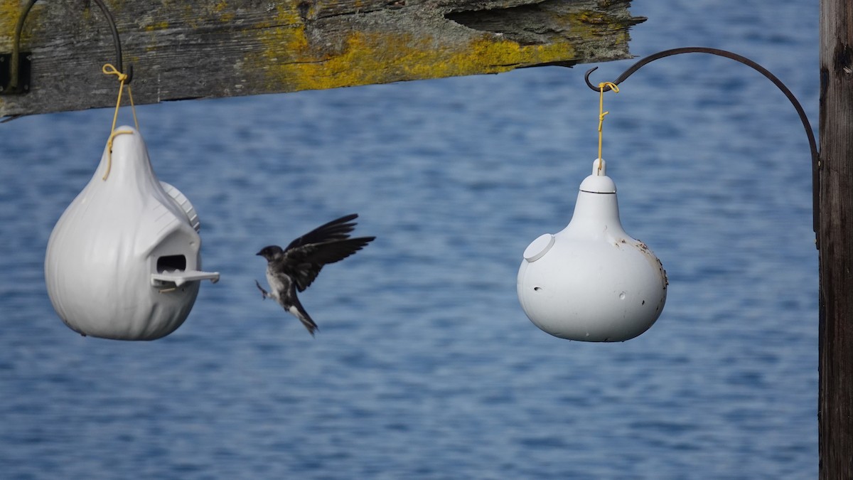 Purple Martin - ML638921307