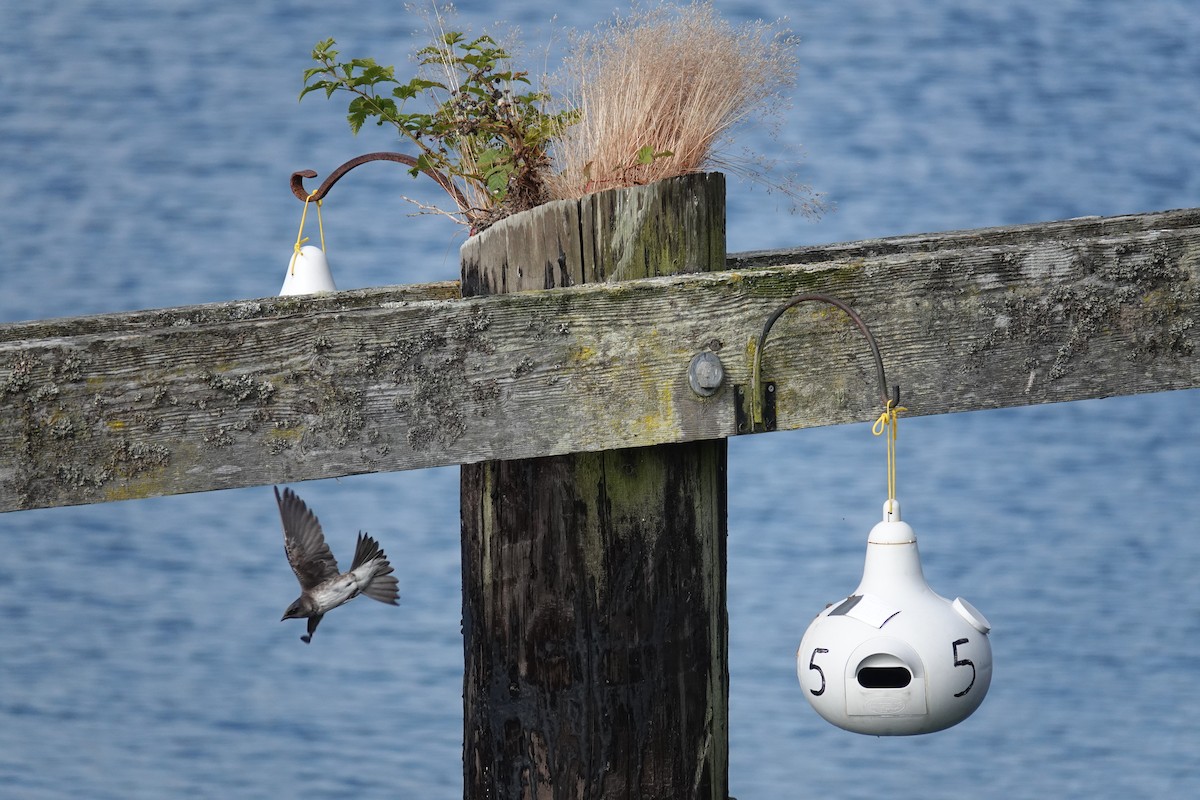 Purple Martin - ML638921310