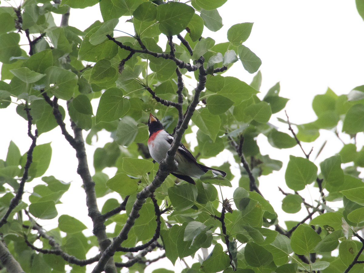 Rose-breasted Grosbeak - ML638921339