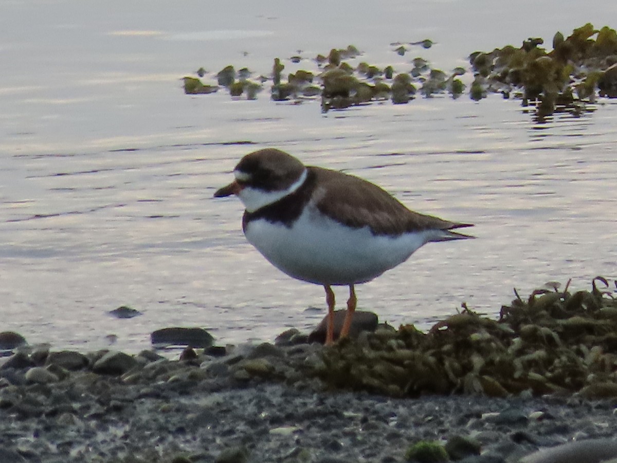 Semipalmated Plover - ML638921354