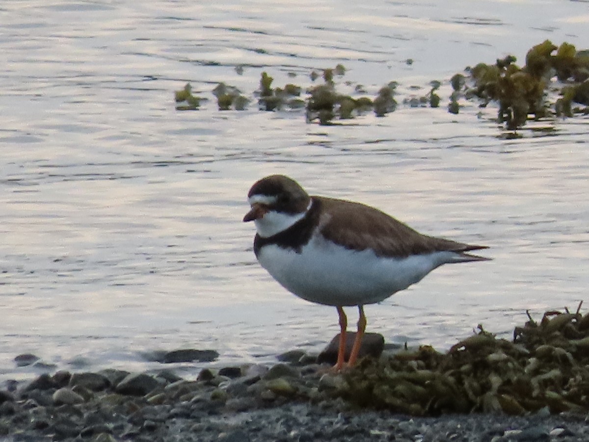 Semipalmated Plover - ML638921355