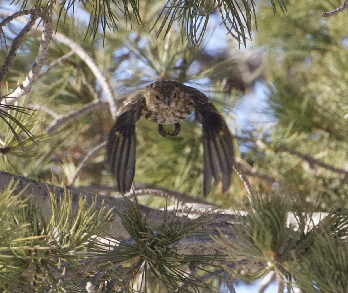 Pine Siskin - ML638921363