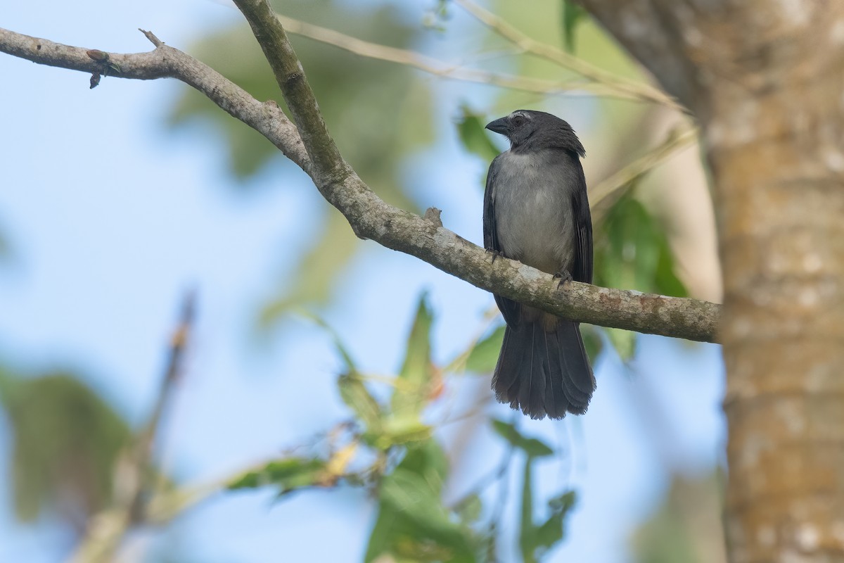 Bluish-gray Saltator - ML638921373