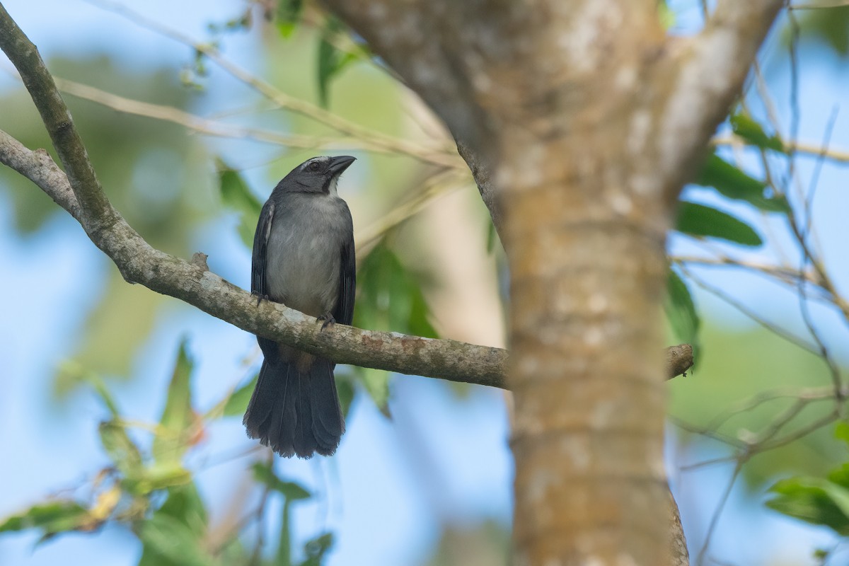 Bluish-gray Saltator - ML638921374