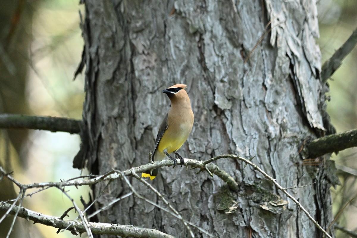 Cedar Waxwing - ML638921380