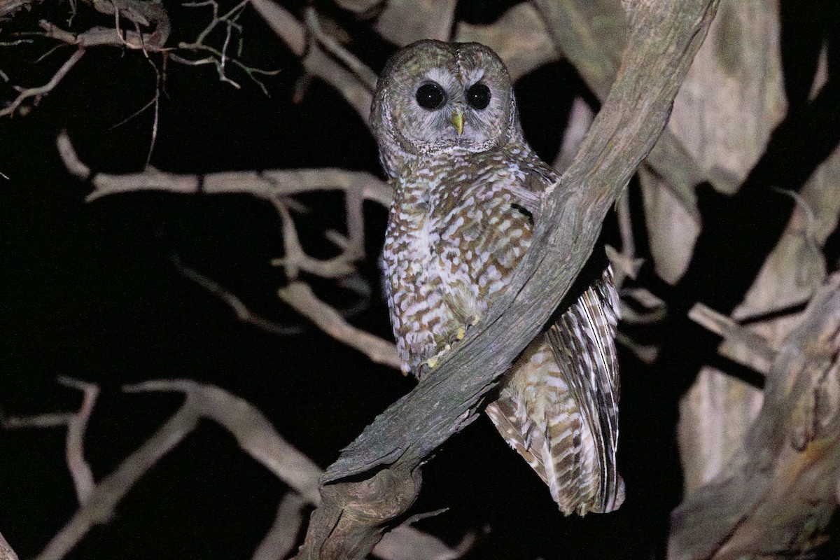 Spotted Owl - ML638921386