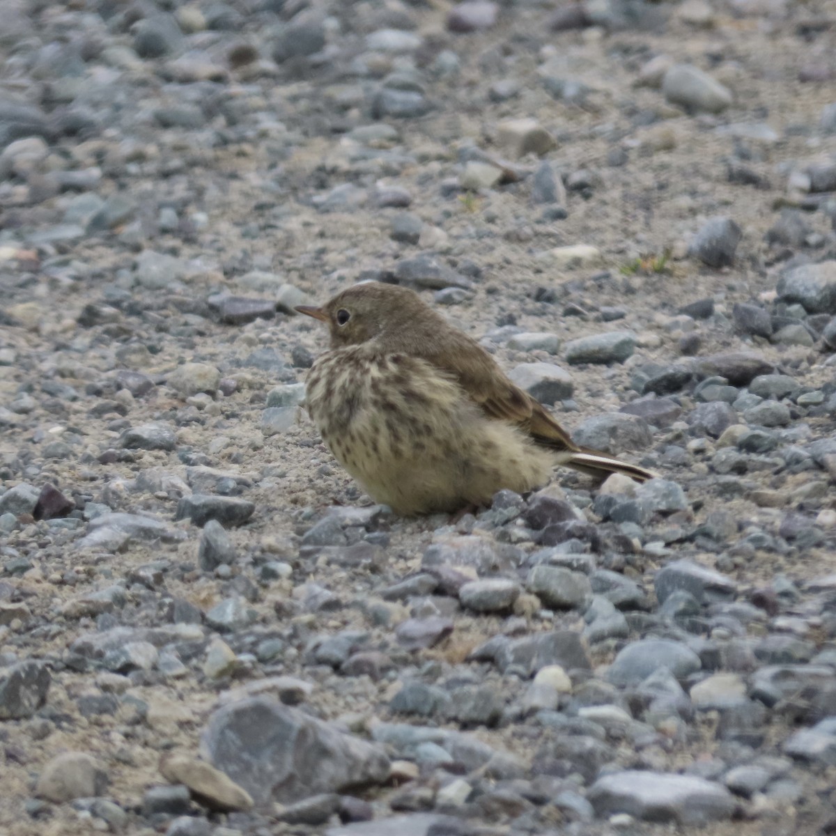 American Pipit - ML638921411