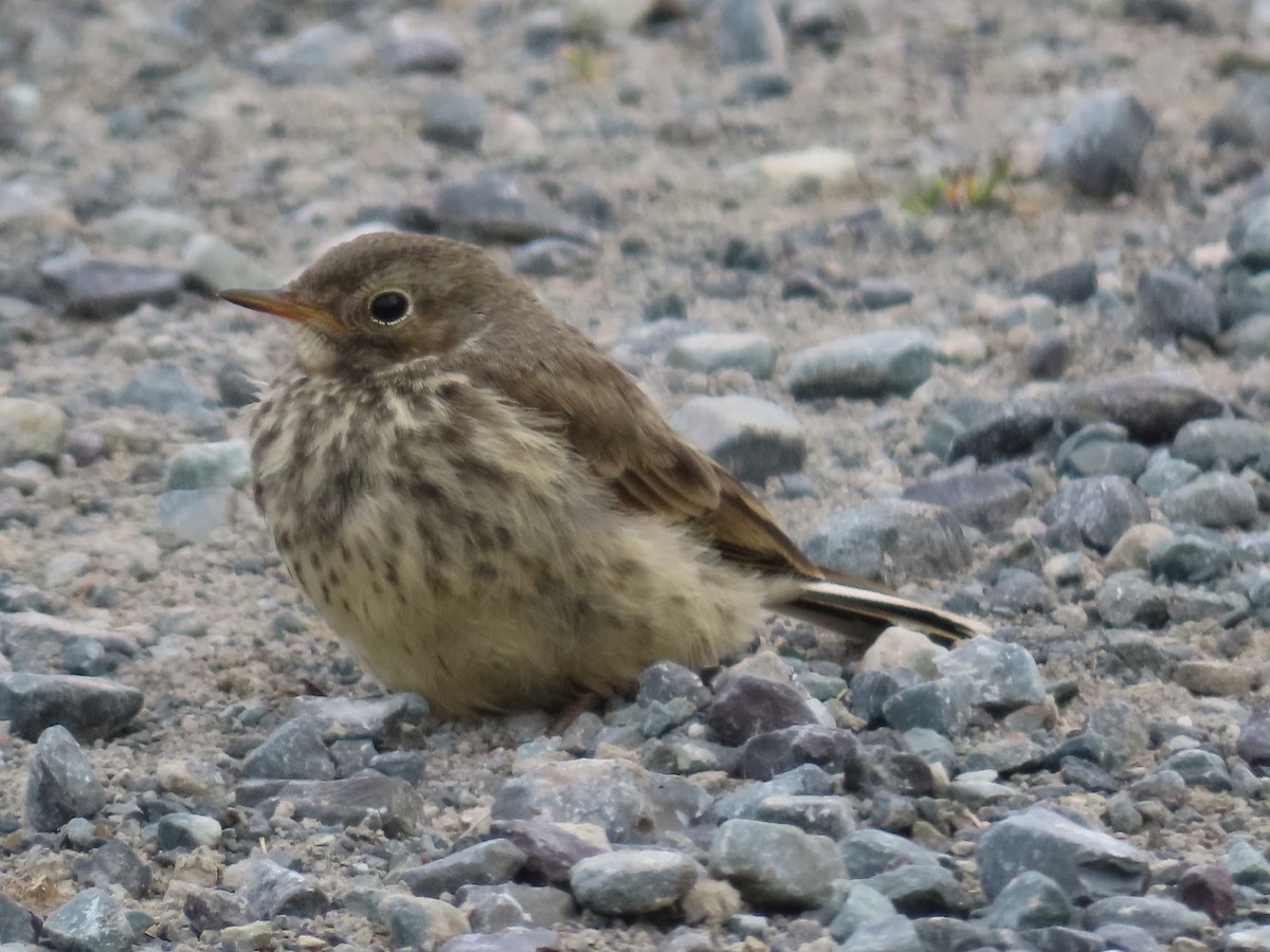 American Pipit - ML638921412