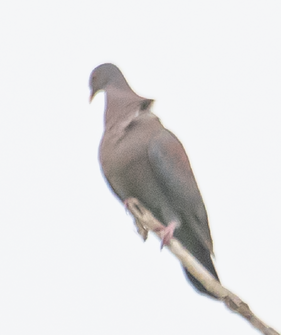 アカハシバト - ML638921473