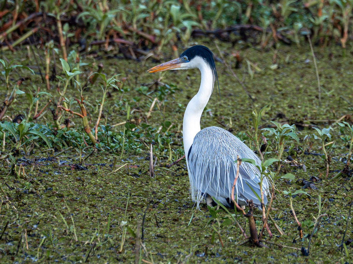 Cocoi Heron - ML638921483