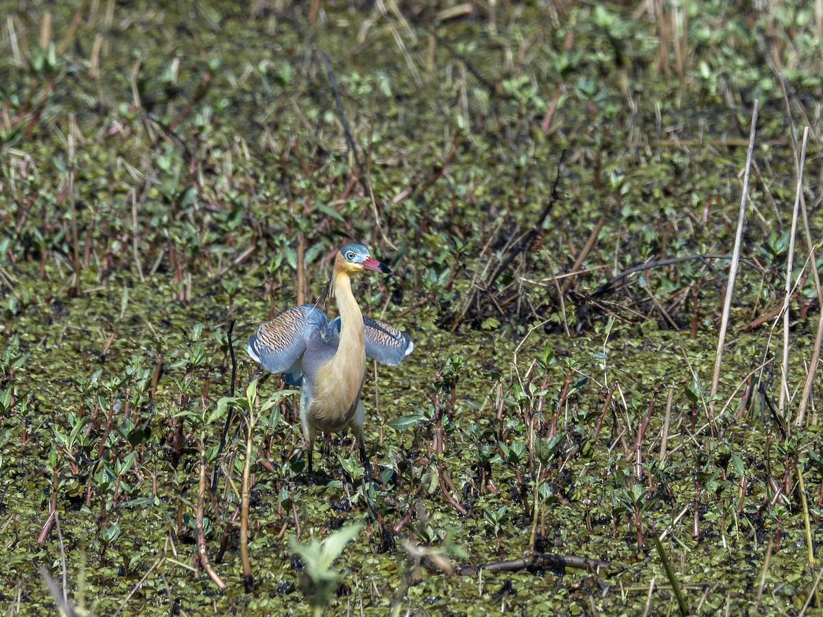 Whistling Heron - ML638921578