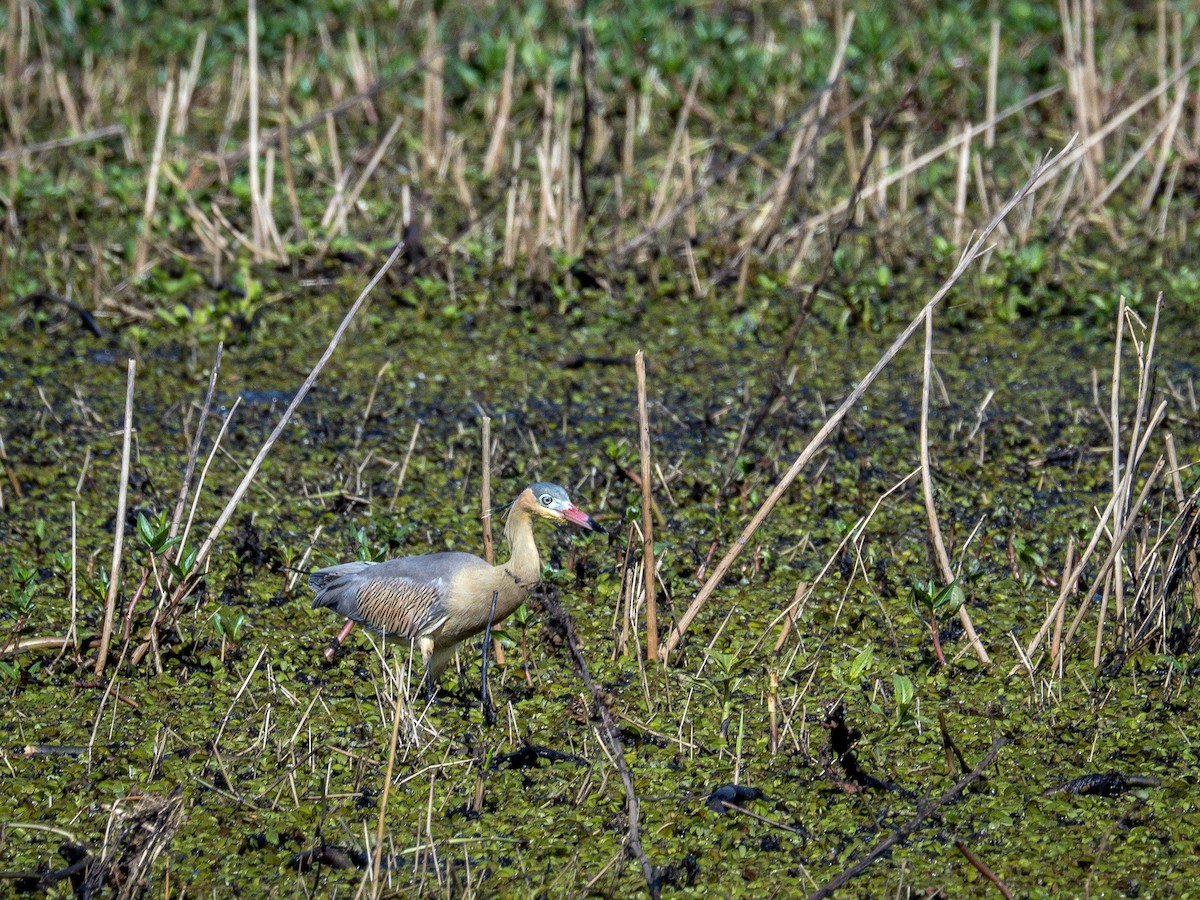 Whistling Heron - ML638921580