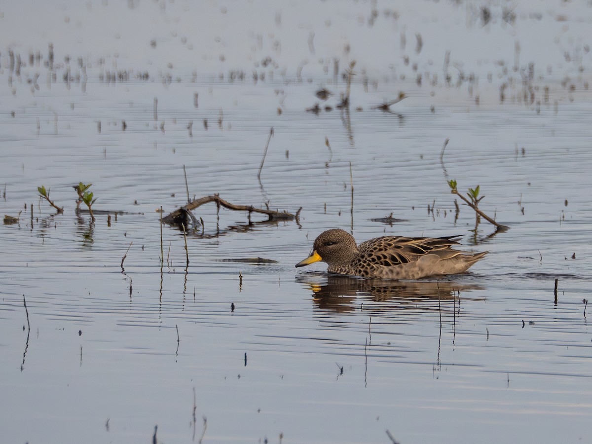 Yellow-billed Teal - ML638921631