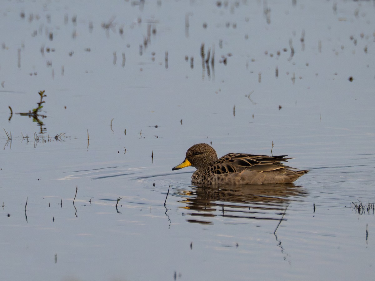 Yellow-billed Teal - ML638921632