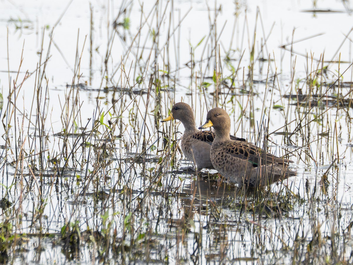 Yellow-billed Teal - ML638921634