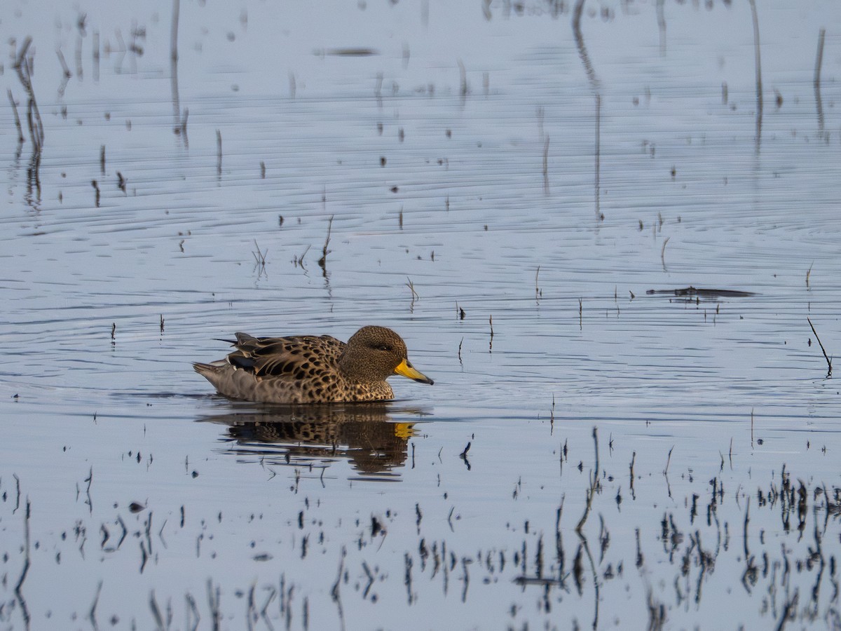 Yellow-billed Teal - ML638921636