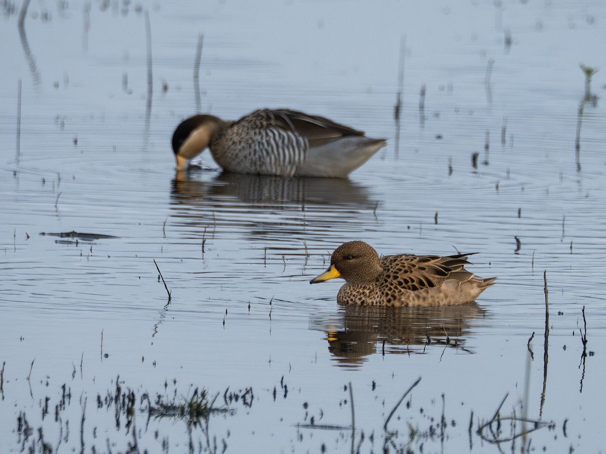 Yellow-billed Teal - ML638921637