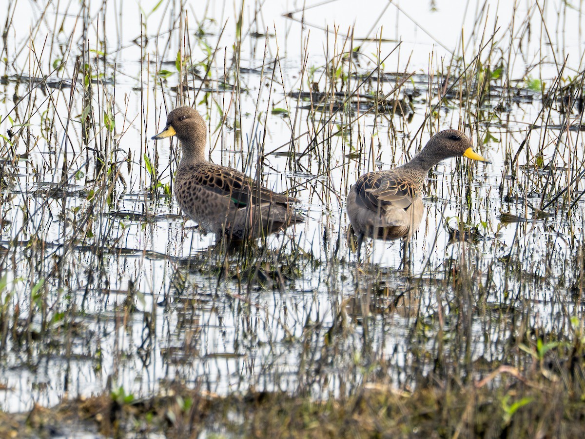 Yellow-billed Teal - ML638921638