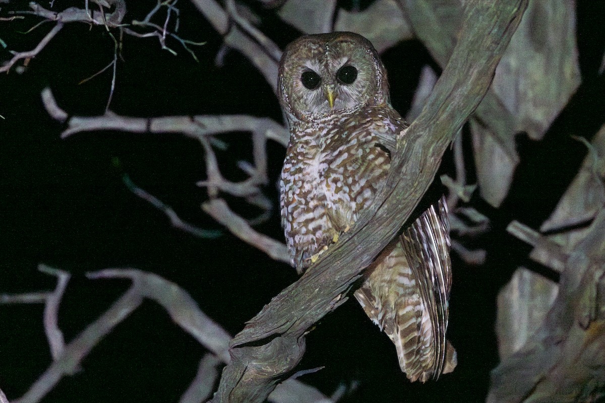 Spotted Owl - ML638921645