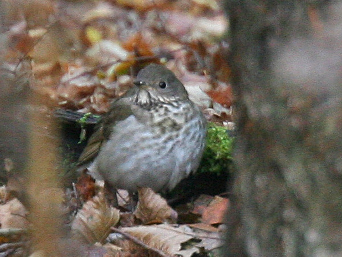 Gray-cheeked Thrush - ML638921694