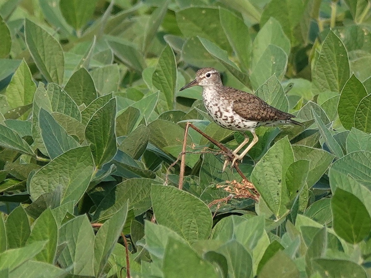 Spotted Sandpiper - ML638921748