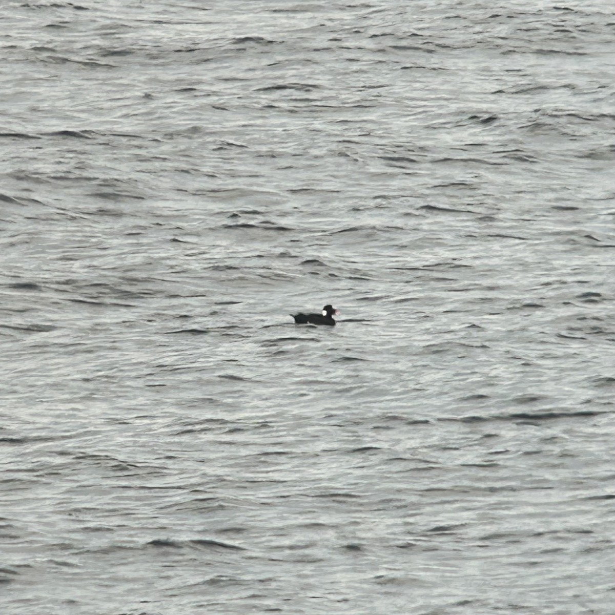 Surf Scoter - ML638921767
