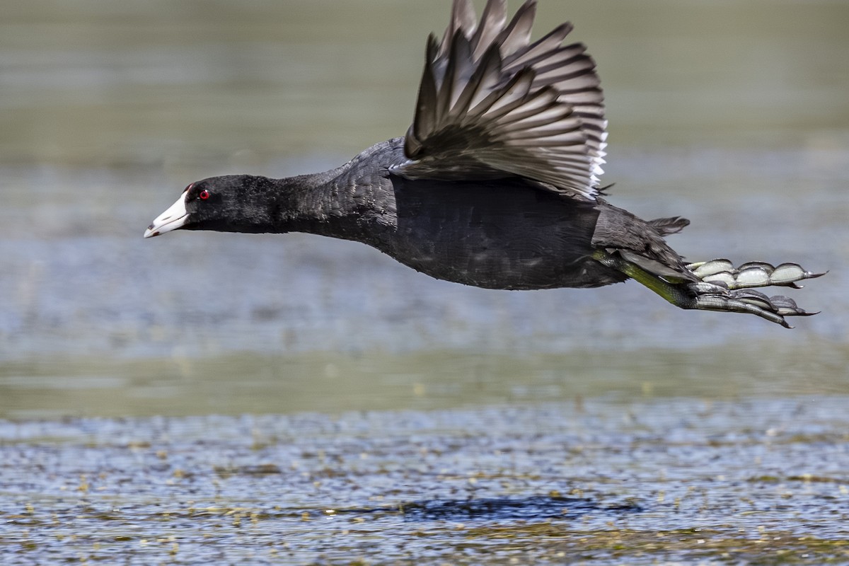 Foulque d'Amérique - ML638921771