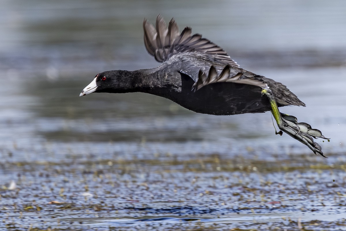 Foulque d'Amérique - ML638921773
