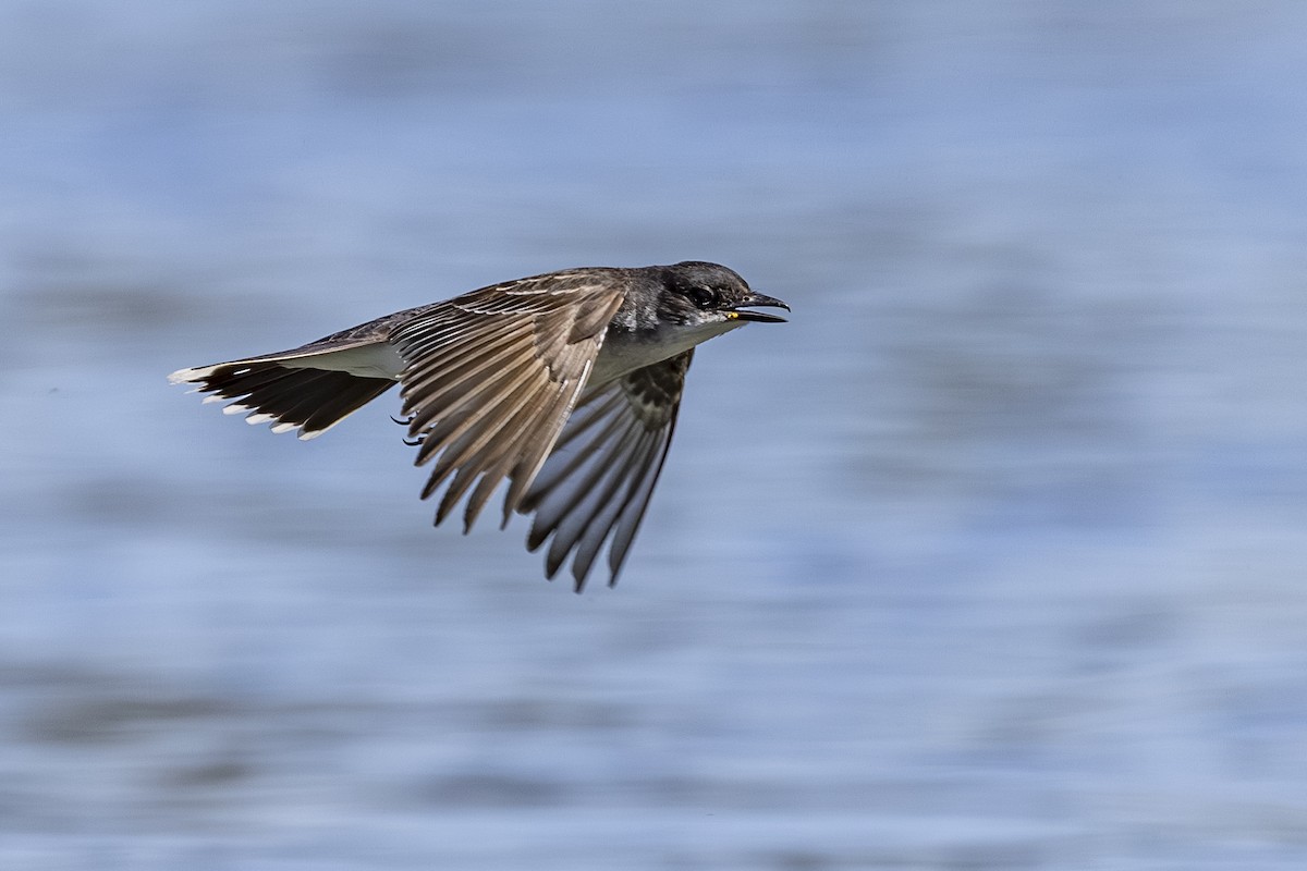 Tyran tritri - ML638921777