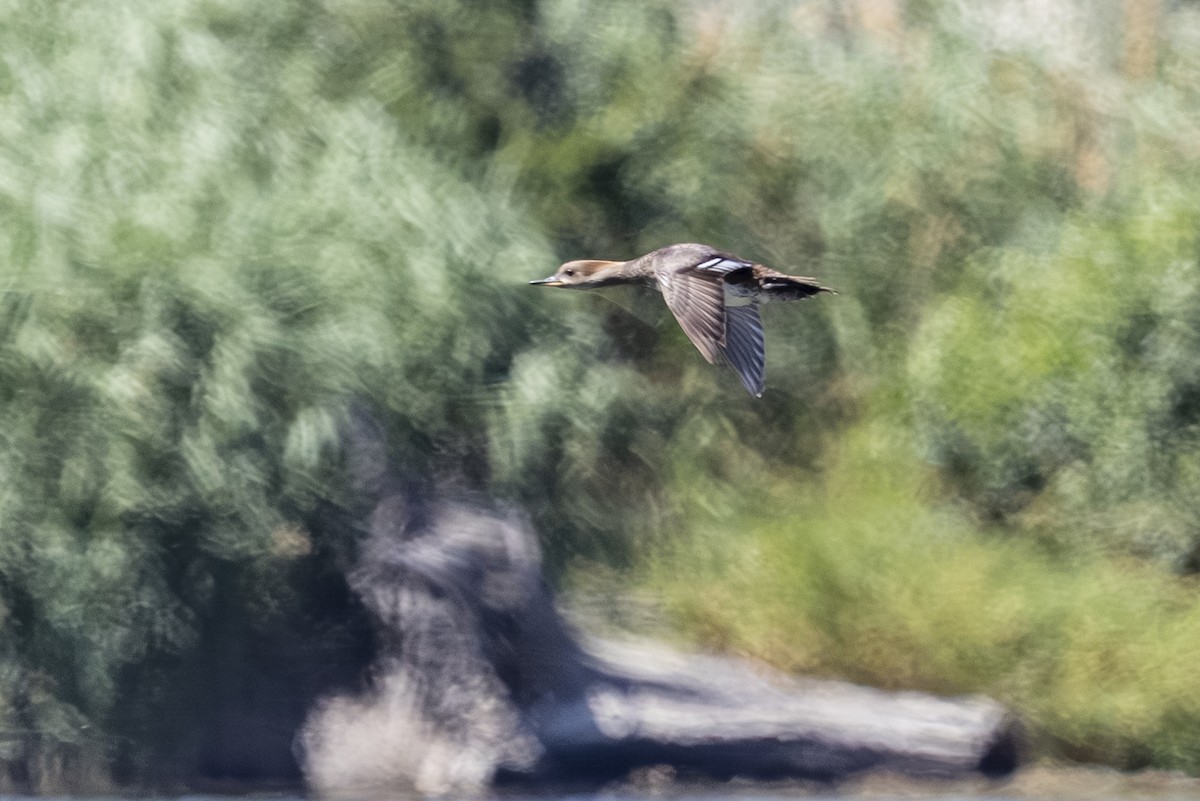 Harle couronné - ML638921780