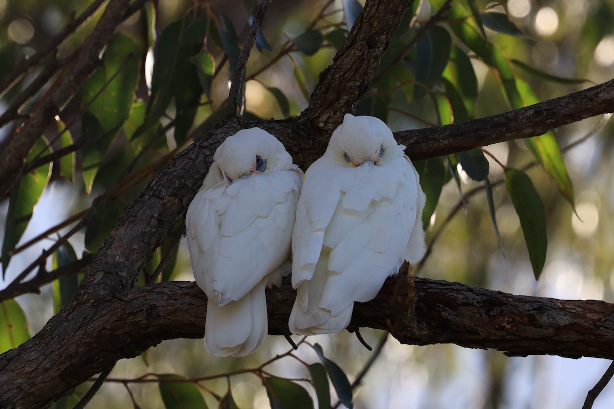 Little Corella - ML638921781
