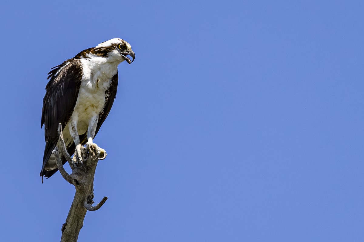 Balbuzard pêcheur - ML638921789