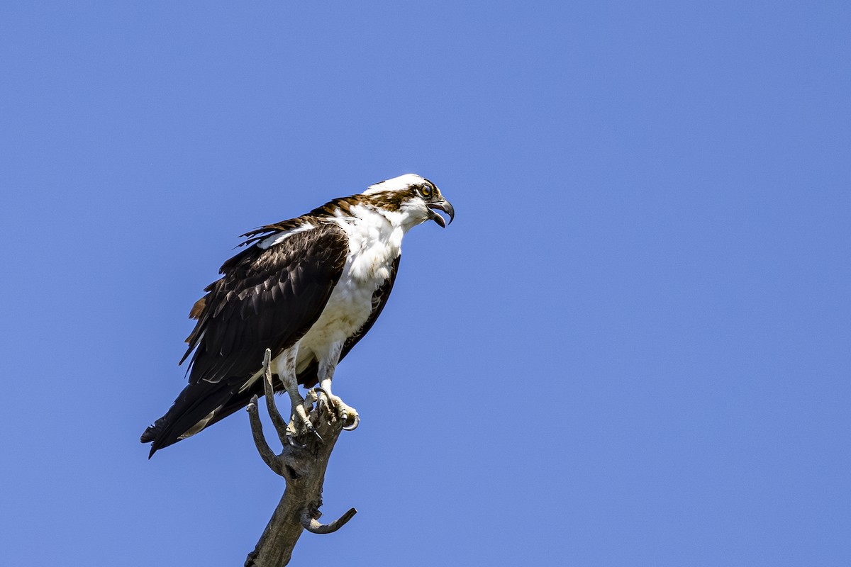 Balbuzard pêcheur - ML638921792