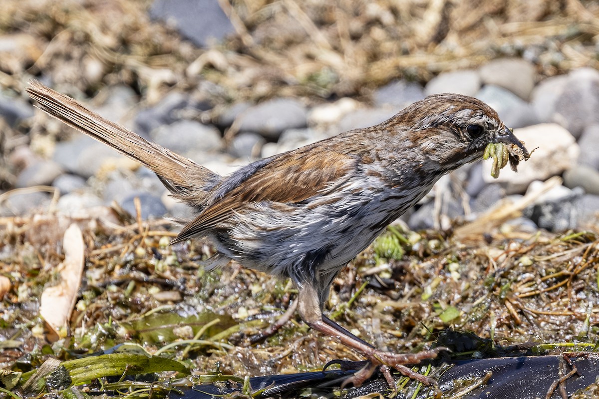 Bruant chanteur - ML638921795