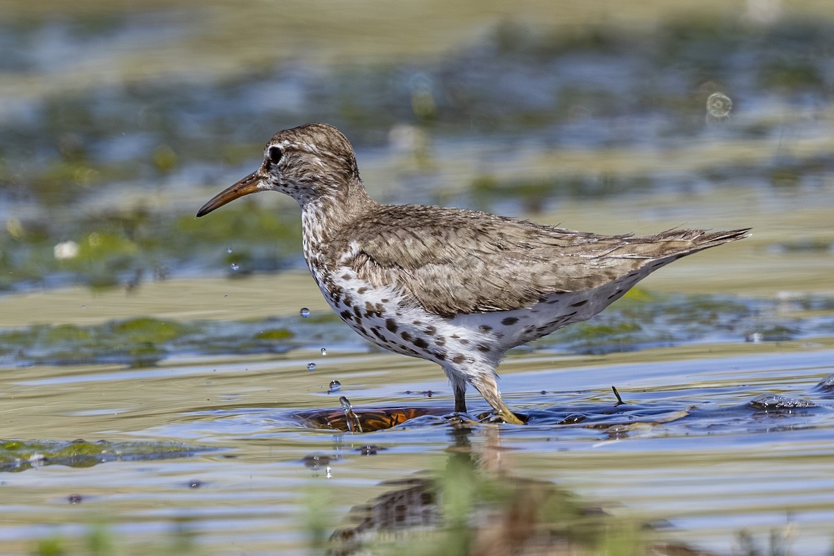 Chevalier grivelé - ML638921813