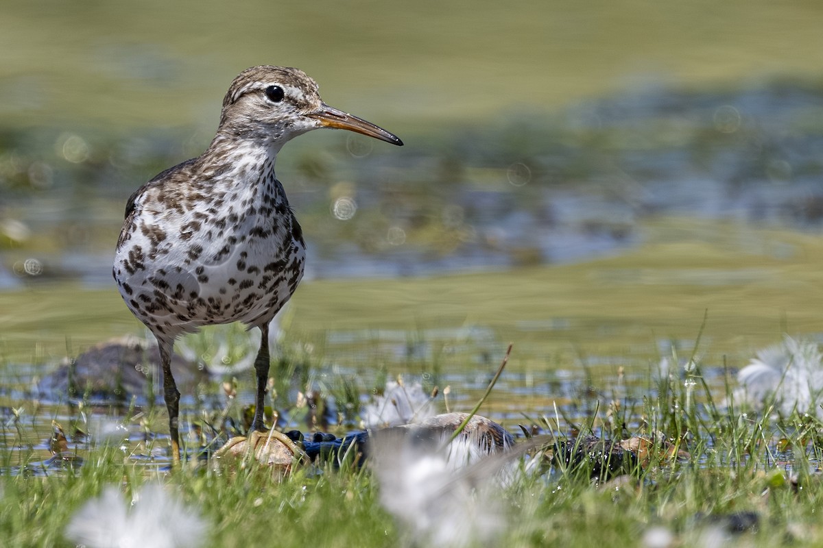 Chevalier grivelé - ML638921814