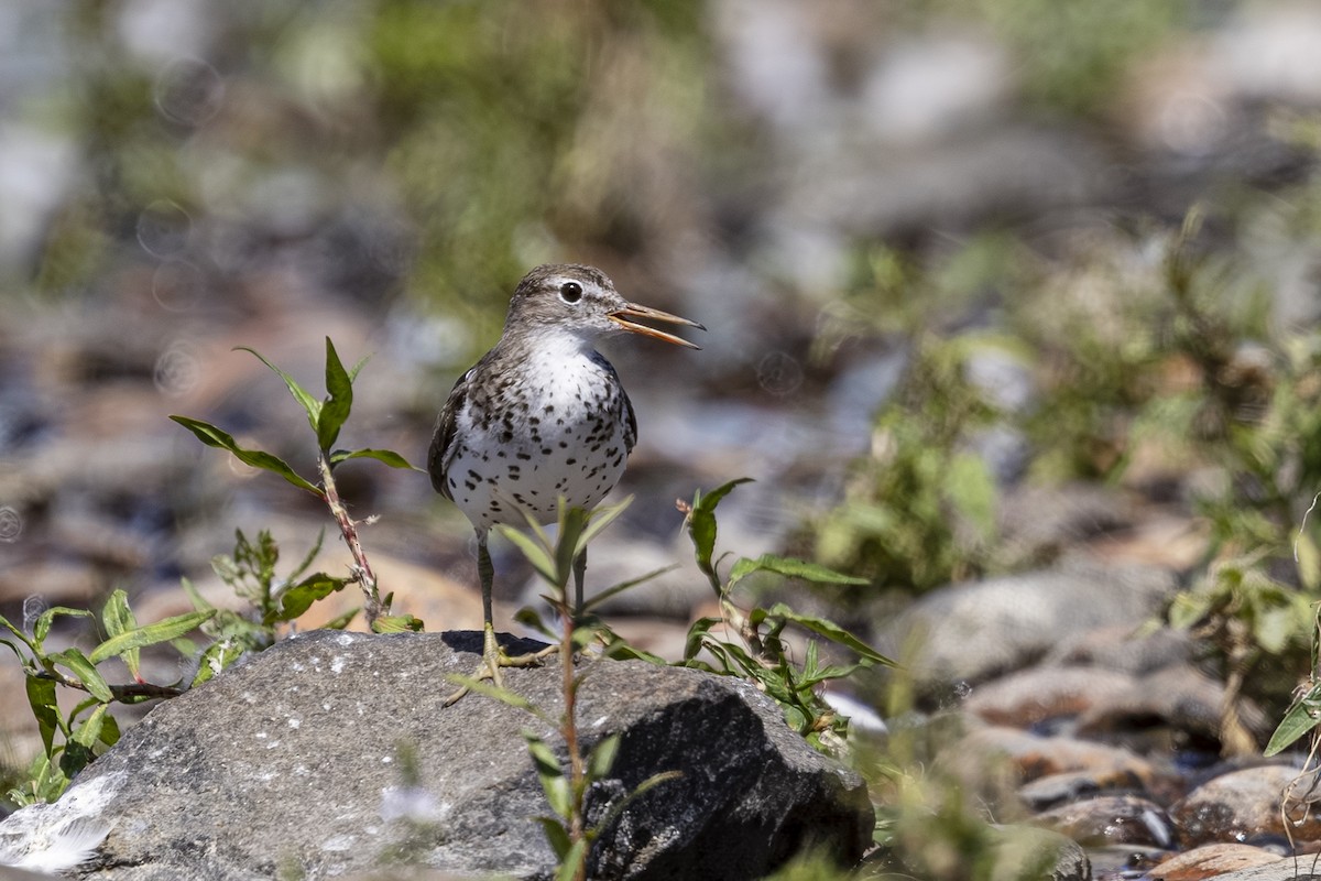Chevalier grivelé - ML638921816
