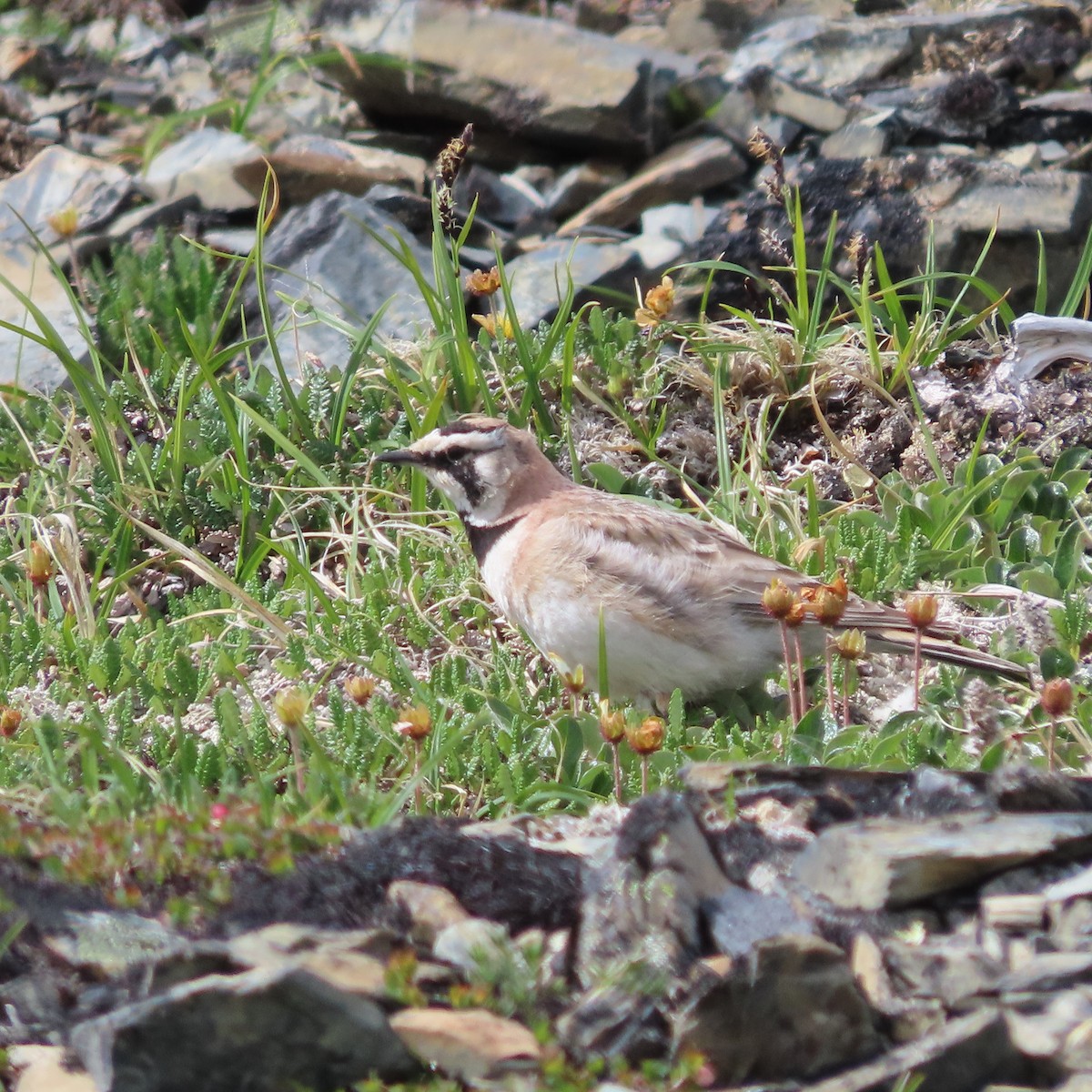 Horned Lark - ML638921817